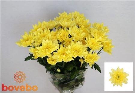 <h4>Chr T Baltica Yellow</h4>