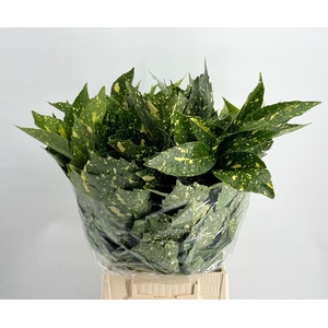 Aucuba Japonica (per bunch)