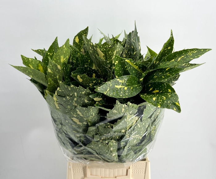 <h4>Aucuba Japonica (per bunch)</h4>