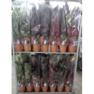 Calathea   ...mix