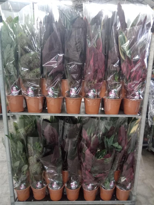 <h4>Calathea   ...mix</h4>