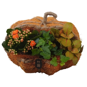 Arr.    Planten  L%