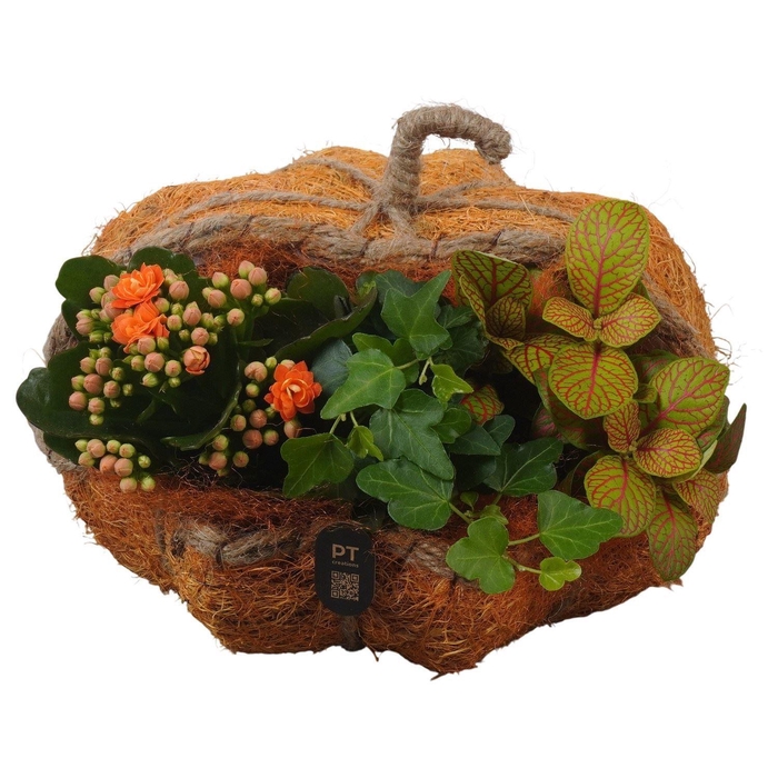 <h4>Arr.    Planten  L%</h4>