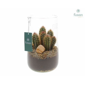 Green Bottle Deline Large met Cactussen