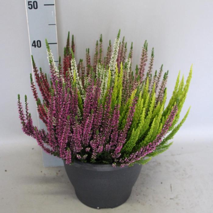 <h4>Calluna vulgaris Beauty Lady® 'High Five' P27 cm</h4>