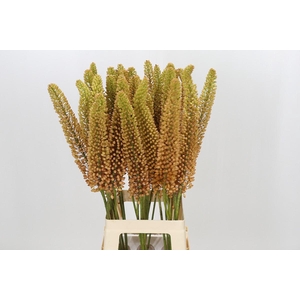 Eremurus Emmy Ro
