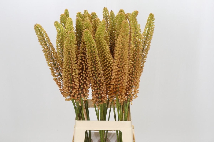 <h4>Eremurus Emmy Ro</h4>