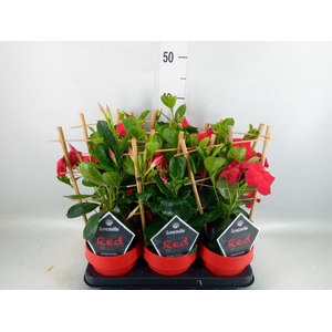 Mandevilla am. 'Sundav Red'