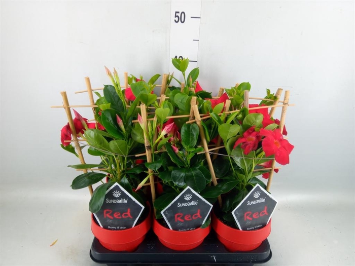 <h4>Mandevilla am. 'Sundav Red'</h4>