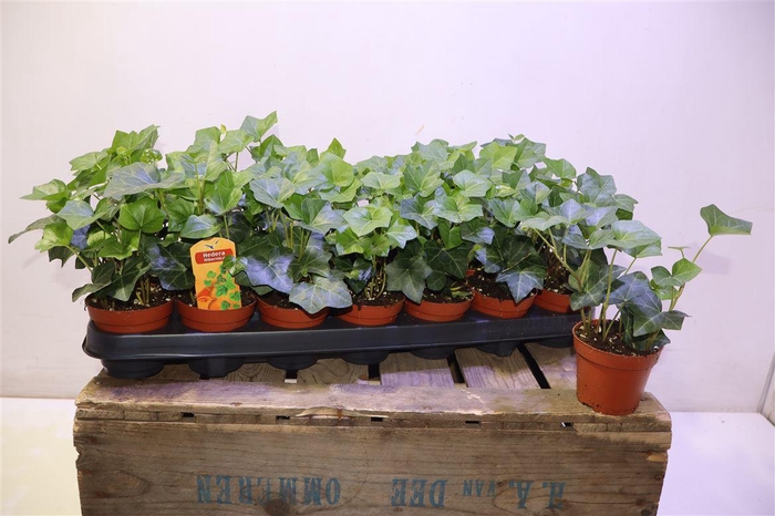 <h4>Hede Hibernica</h4>