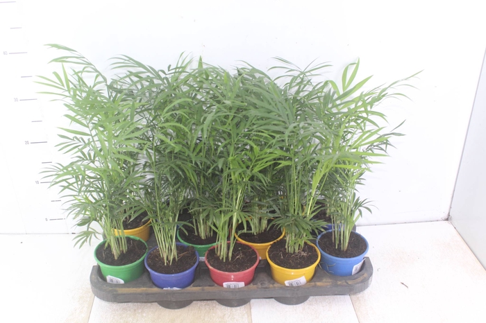 <h4>CHAMAEDOREA ELEGANS P11</h4>