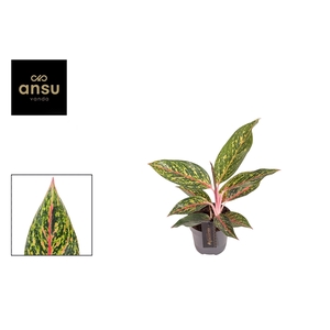 Aglaonema Pepper Bells