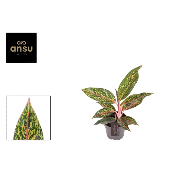 <h4>Aglaonema Pepper Bells</h4>