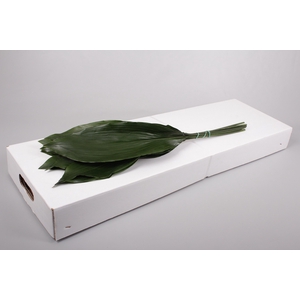 Aspidistra Italia