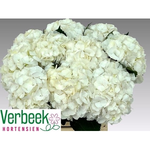 HYDRANGEA  'WHITE VERENA'