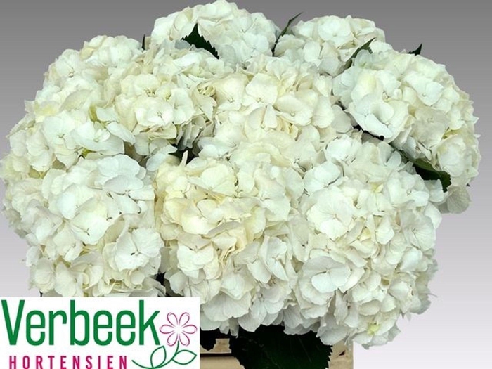 <h4>HYDRANGEA  'WHITE VERENA'</h4>
