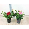Dipladenia op kleur op kleur, alleen rood op het moment