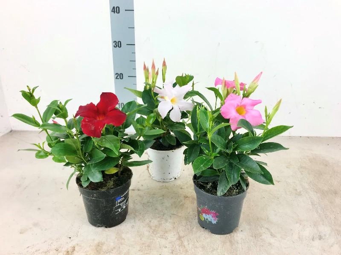 <h4>Dipladenia op kleur op kleur, alleen rood op het moment</h4>