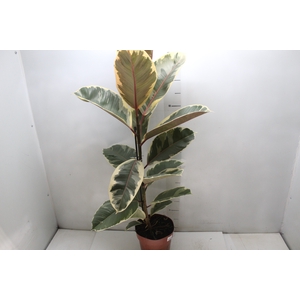 FICUS ELASTICA TINEKE P17