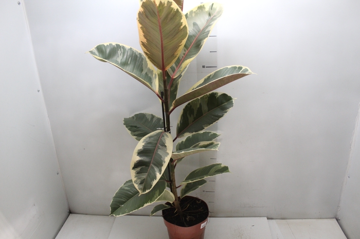 <h4>FICUS ELASTICA TINEKE P17</h4>