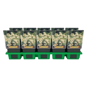 Vaste planten overig