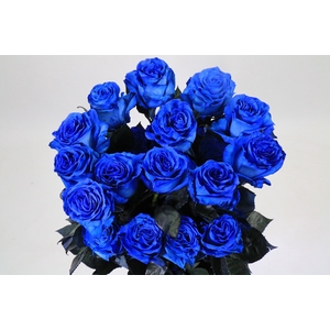 Rosa Ec Painted Blue