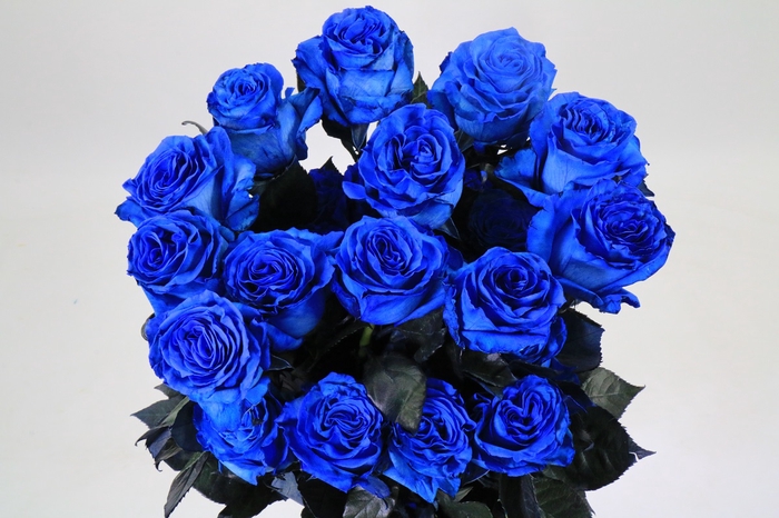 Rosa Ec Painted Blue