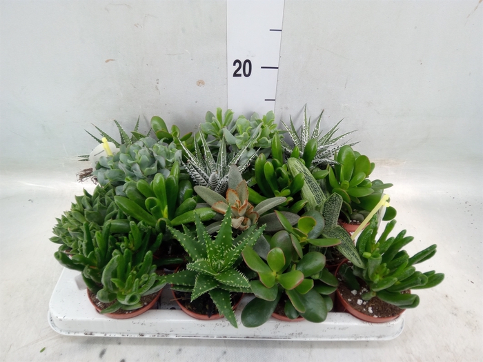 <h4>Crassula   ...mix</h4>