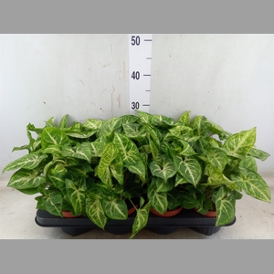 Syngonium  'Arrow'