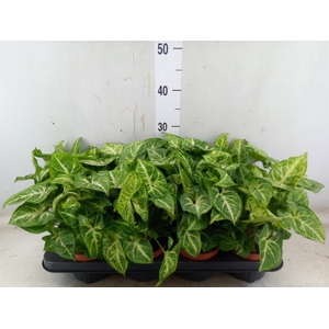 Syngonium  'Arrow'