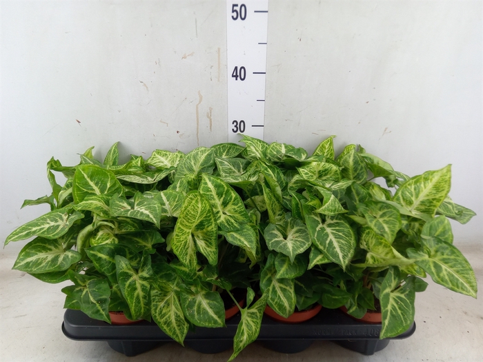 <h4>Syngonium  'Arrow'</h4>