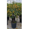 Citrus hystrix