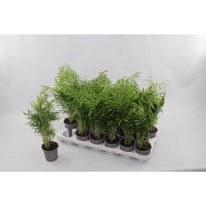 CHAMAED ELEGANS