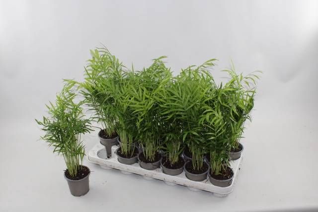 <h4>CHAMAED ELEGANS</h4>