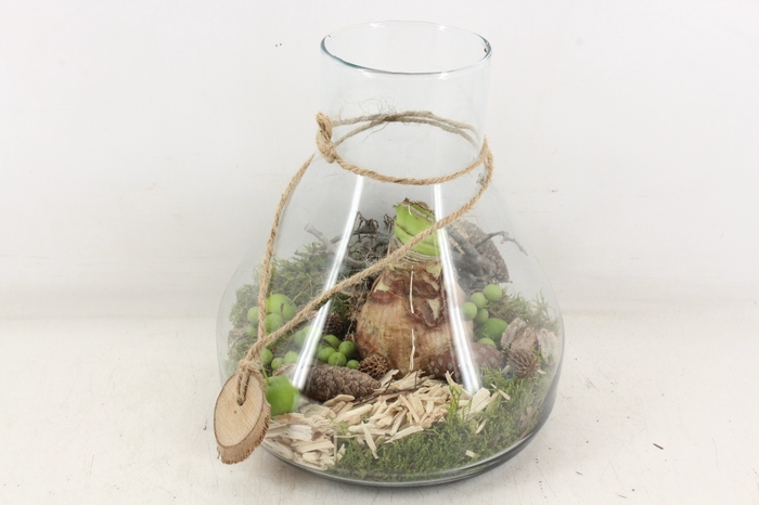 <h4>arr4 Amaryllis MB - Glas paris L 285/3</h4>