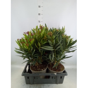 Nerium oleander   ...