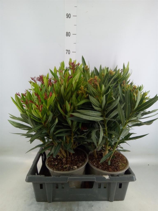 <h4>Nerium oleander   ...</h4>