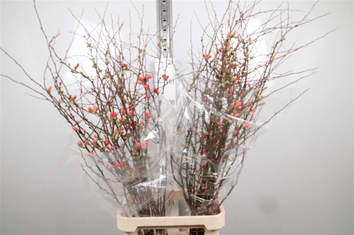 <h4>Chaenomeles Superba</h4>