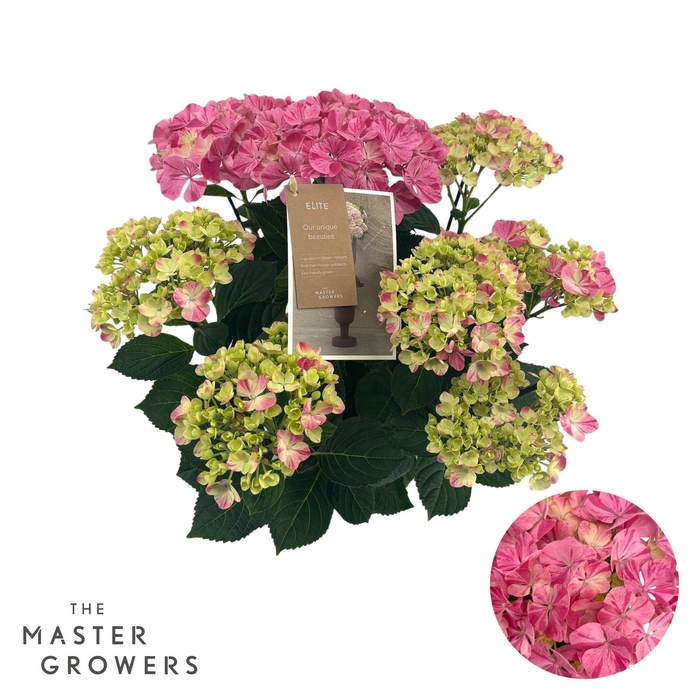 <h4>Hydrangea mac. Campino pink 9+ Flowers</h4>