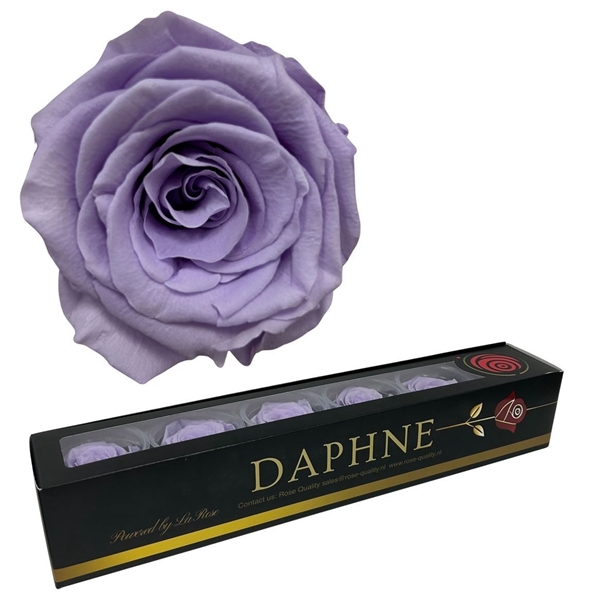 <h4>Preserved Rosa Pastel Lilac Xl</h4>