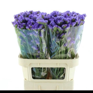 LIM S ARA LAVENDER
