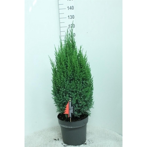 Juniperus chinensis 'Stricta'
