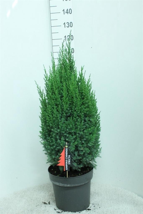 <h4>Juniperus chinensis 'Stricta'</h4>