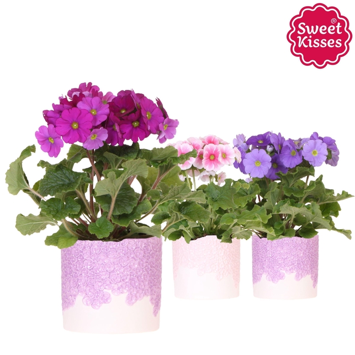 <h4>Primula mix in Bloom pot lila mix</h4>
