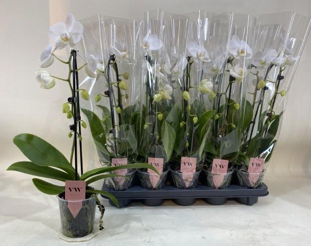 <h4>PHAL OV WIT</h4>