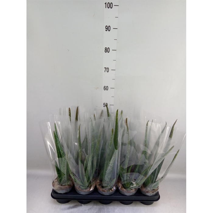 <h4>Aloe vera</h4>