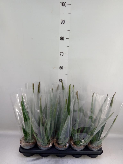 <h4>Aloe vera</h4>