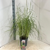 Miscanthus sinensis