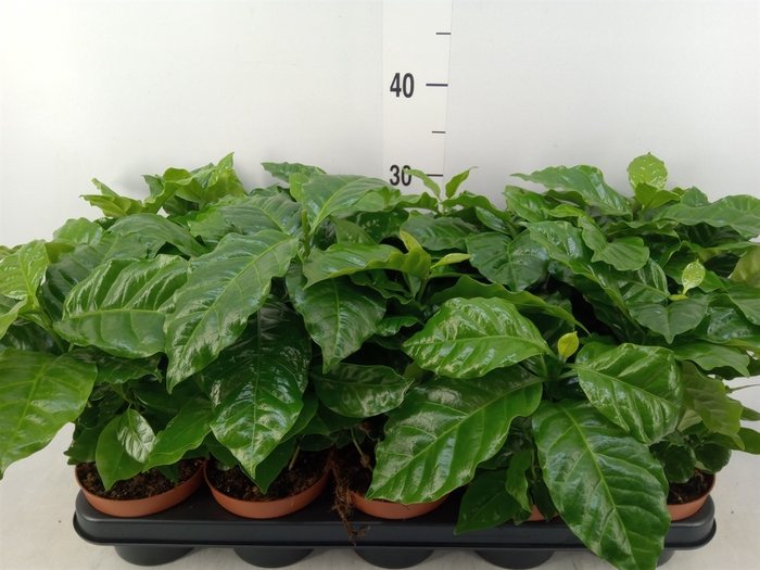 <h4>Coffea arabica</h4>