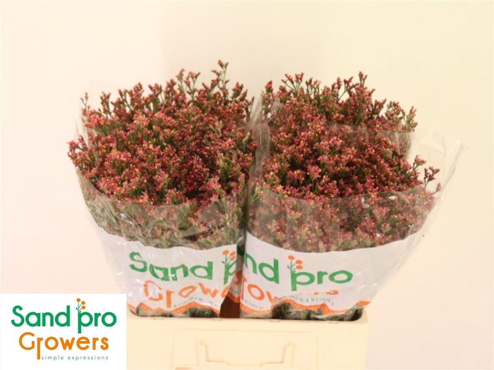 <h4>Lim Sin Max Diamond</h4>